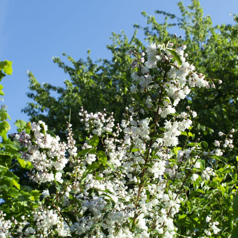 Bloesem